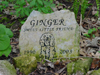 Let us create a unique memorial for your pet. We can help you create a memory of your pet that will last a lifetime.